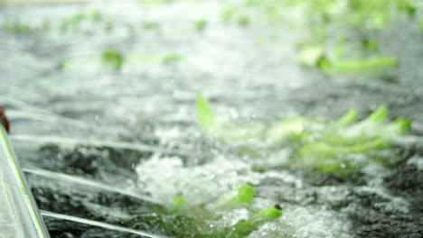 Detail-shot-of-worker-cutting-and-placing-banana-bunches-in-swimming-pool