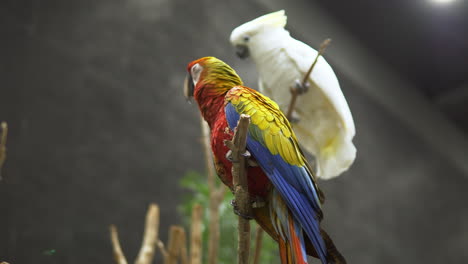 A-White-Cockatoo-Cacatua-alba-and-a-Scarlet-Macaw-Ara-macao-are-both-perching-on-top-of-small-twigs-inside-a-zoo-in-Bangkok,-Thailand