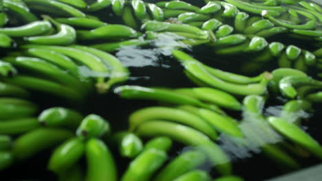 Detail-shot-of-a-bunch-of-fresh-bananas-in-swimming-pool-for-disinfection-and-control