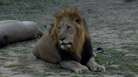 Lion-resting,-feeling-sleepy,-after-sunset-in-the-Kruger-National-Park,-in-South-Africa