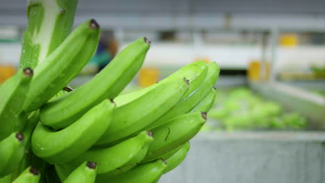 Bewegende-Aufnahme-Eines-Bündels-Frischer-Bananen