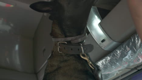Gesamtaufnahme-Der-Fahrzeugsicherheitskontrolle-Mit-Hund,-Zoll
