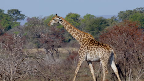 Jirafa-Caminando-Por-La-Sabana-Mientras-Come,-En-El-Parque-Nacional-Kruger,-En-Sudáfrica