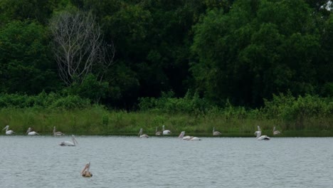 One-individual-in-the-front-moving-about-and-the-flock-at-the-back-are-searching-for-fish-to-eat,-Spot-billed-Pelicans-Pelecanus-philippensis,-Thailand