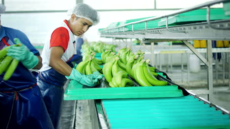 general-shot-of-workers-selecting-banana-bunches