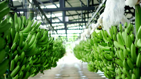 Aufnahme-Von-Stapeln-Von-Bananensträußen,-Die-Gewaschen-Und-Desinfiziert-Werden-Müssen