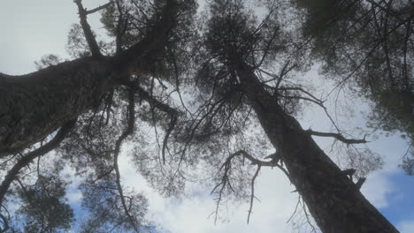 Walking-past-and-in-between-tall-trees-with-low-angle-view-upwards