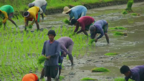Multiple-Asian-workers-planting-rice-in-the-wet-agricultural-fields