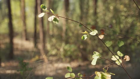 Small-forest-plants-in-the-sunlight