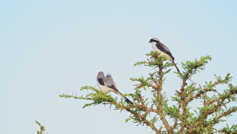 Graurücken-Fiskalwürgervogel,-Der-Auf-Einem-Busch-In-Afrika-Sitzt,-Afrikanische-Vögel,-Die-Auf-Zweigen-Von-Büschen-Auf-Einer-Wildtiersafari-In-Der-Masai-Mara,-Kenia,-Mit-Blauem-Himmel,-Der-Masai-Mara-Vogelwelt-Sitzen