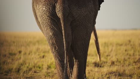 African-Elephant-Rear-End-Close-Up-of-Backside-from-Behind-in-Masai-Mara,-Bottom-of-Large-Male-Bull-in-Kenya,-Africa,-Maasai-Mara-National-Reserve,-Walking-Away-from-Camera