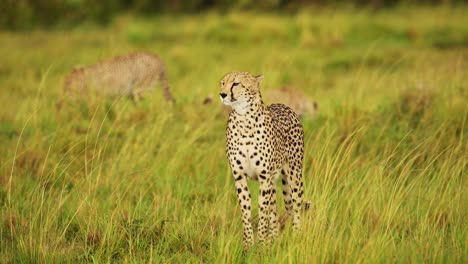 Toma-En-Cámara-Lenta-De-La-Vida-Silvestre-Africana-En-Peligro-En-La-Reserva-Nacional-Masai-Mara,-Animal-En-Peligro-De-Extinción,-Necesidad-De-Protección-Y-Conservación-En-Kenia,-Animales-De-Safari-Africanos-En-Masai-Mara