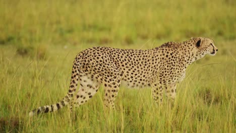 Cheetah-roaming-the-Maasai-Mara-landscape,-prowling-through-the-lush-grasslands-of-the-savannah-savanna,-African-Wildlife-in-Maasai-Mara-National-Reserve,-Kenya