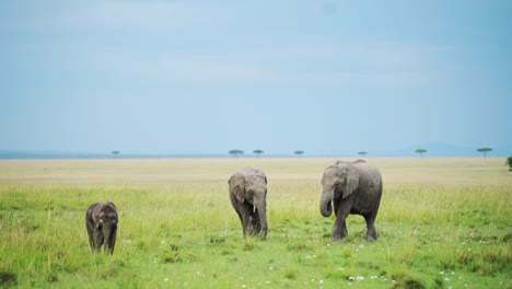 Toma-En-Cámara-Lenta-De-Un-Grupo-De-Lindos-Elefantes-Jóvenes-Caminando-Juguetonamente-Por-Una-Sabana-Abierta,-Vida-Salvaje-Africana-En-La-Reserva-Nacional-Masai-Mara,-Kenia,-Animales-De-Safari-Africanos-En-Masai-Mara