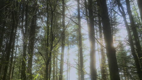Calm-woodland-trees-with-bright-sunshine