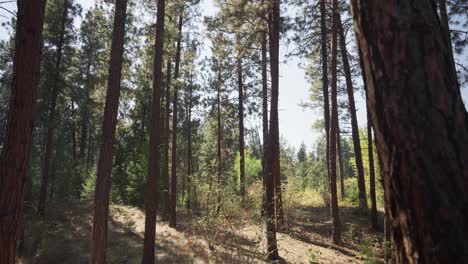 Bäume-Auf-Einem-Abfallenden-Waldboden