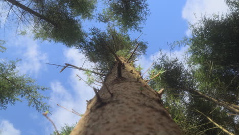Tall-pine-tree-close-up