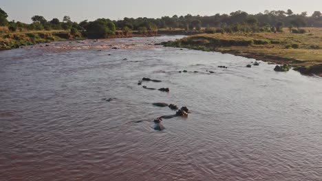 Hippos-in-Mara-River-Aerial-Drone-Shot-View,-Beautiful-African-Landscape-Scenery-of-a-Group-of-Hippo-in-the-Flowing-Water-of-Maasai-Mara-National-Reserve,-Kenya,-Africa