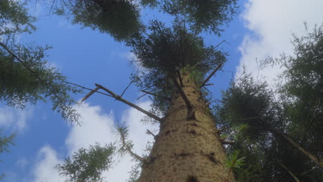 Tall-pine-tree-close-up-view-upwards-with-rotational-pan