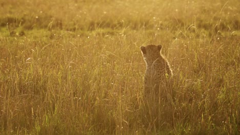 African-Wildlife,-Young-Cheetah-Cub,-Cute-Baby-Animals-in-Africa-in-Beautiful-Orange-Golden-Sunset-Light-in-Long-Savannah-Grass-in-Masai-Mara,-Kenya,-Maasai-Mara-National-Reserve