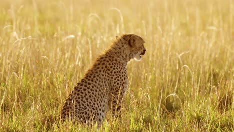 Cheetah-Cub-Walking-in-Long-Savanna-Grass-in-Beautiful-Golden-Sun-Light,-African-Wildlife-Safari-Animals-in-Africa-in-Masai-Mara,-Kenya,-Maasai-Mara-National-Reserve,-Close-Up-Low-Angle-Shot