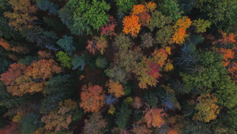 Draufsicht-Eines-Herbstwaldes-Mit-Fallenden-Blättern-Und-Grünen,-Braun-gelben-Und-Roten-Bäumen