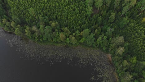 Top-down-of-green-trees-at-Piksborg-Sweden,-aerial