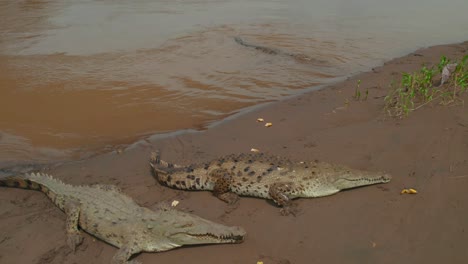 Grupo-De-Cocodrilos-Tomando-El-Sol-Junto-Al-Río,-Vista-Aérea