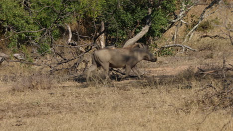 Jabalí-Corriendo-Entre-Un-Grupo-De-Otros-Jabalíes-En-La-Sabana-Del-Parque-Nacional-Kruger,-En-Sudáfrica
