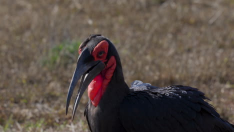 Close-up-of-a-Southern-Ground-Hornbill,-a-very-rare-and-big-bird,-walking-through-the-savanna-of-the-Kruger-National-Park,-in-South-Africa