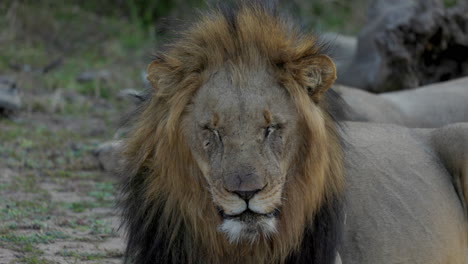 Close-up-of-a-lion-resting,-feeling-sleepy-with-closed-eyes,-then-opens-them-and-looks-straight-to-camera,-after-sunset-in-the-Kruger-National-Park,-in-South-Africa