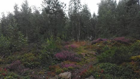 Tiefflug-über-Lila-Blumen-In-Piksborg-Schweden,-Luftaufnahme