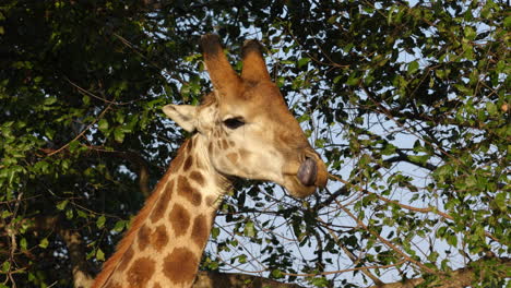 Close-up-of-a-giraffe-eating-leaves-of-a-tree-during-sunset-in-the-Kruger-National-Park,-in-South-Africa