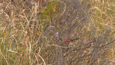 Rotschwanzkometen-Kolibri-Schwebt-Und-Trinkt-Nektar-Aus-Den-Rosa-Blüten-In-Der-Luft