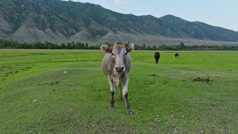 Vacas-Pastando-En-Los-Pastizales-Cerca-De-La-Aldea-De-Saty-En-Las-Montañas-De-Kazajstán,-Asia-Central