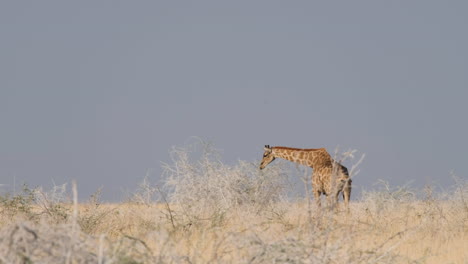 Observing-a-South-African-Giraffe-Strolling-Leisurely---Wide-Shot