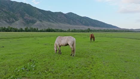 Wildpferde-Grasen-über-Ebenen-In-Der-Nähe-Des-Dorfes-Saty-In-Kasachstan,-Zentralasien