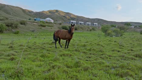 Beautiful-Brown-Horse-Standing-On-Grassy-Land-Near-Saty-Village-In-Kazakhstan