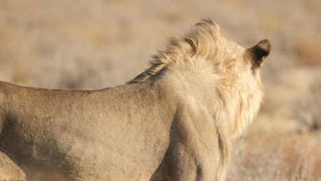 Eine-Nahaufnahme-Des-Afrikanischen-Löwen