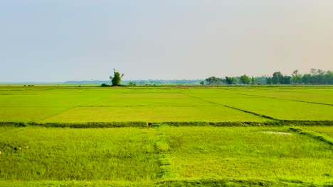 Sunny-Bangladeshi-countryside,-vibrant-green-and-yellow-farmland