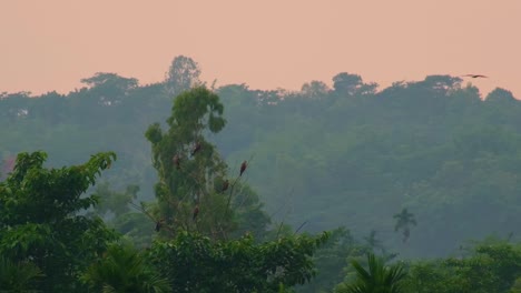 Amazonas-Regenwald-Mit-Wilden-Adlern-Und-Schwarzmilanen,-Die-Auf-Bäumen-Sitzen