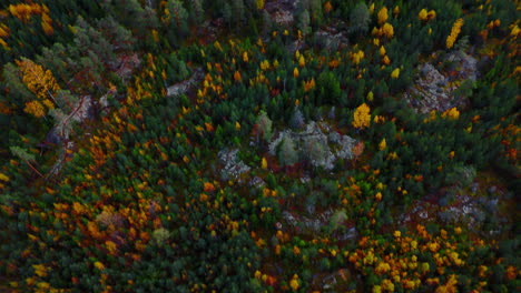 Top-shot-of-an-autumn-forest-with-earthy-fall-colors-and-a-rock-face,-tilting-up-to-reveal-an-endless-expanse-of-woods-with-october-colors-of-yellow,-red,-green-and-brown