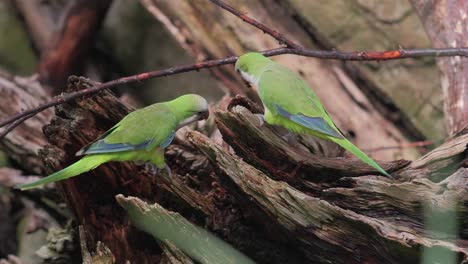 Two-green-monk-parakeet-parrots-feed-each-other-out-of-a-dead-wood,-static-shot