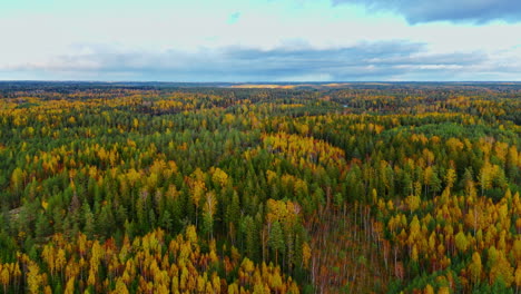 Eine-Endlose-Weite-Wilden-Waldes-Gibt-Den-Blick-Frei-Auf-Einen-Kleinen-See-In-Einem-Finnischen-Nationalpark