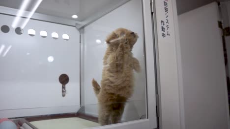 Adorable-dog-puppy-trying-to-get-out-from-the-cage-in-Japanese-pet-shop