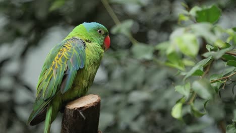 Close-up-blue-naped-parrot-sits-in-tropical-green-jungle-and-croaks,-orange-beak