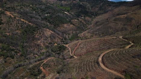 Cut-down-plots-of-forest-with-still-standing-industrial-machines,-panoramic-aerial-view