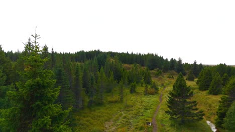 Aerial-view-of-tree-tops-in-pine-forest-landscape-in-Iceland