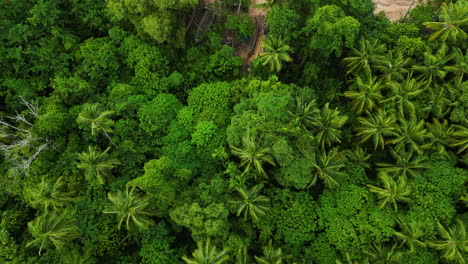 Beautiful-untouched-Koh-Lanta-tropical-jungle-in-Thailand,-aerial-top-down-view