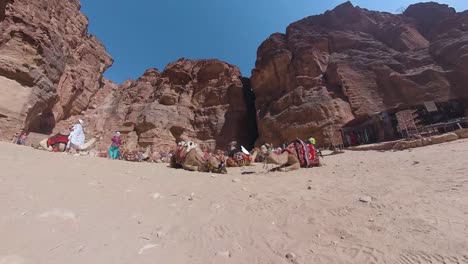 Walking-between-camels-resting-at-Al-Khazneh-in-Petra,-Jordan---low-angle